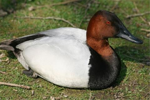 Duck jigsaw puzzle