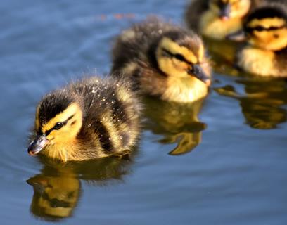 Duckling Swimming jigsaw puzzle