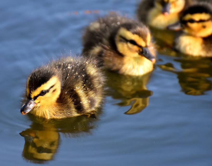 Duckling Swimming jigsaw puzzle