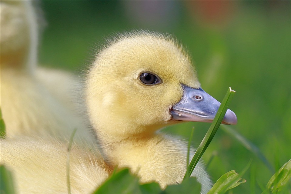 Duckling Close-up jigsaw puzzle