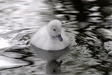 Duckling In The Water jigsaw puzzle