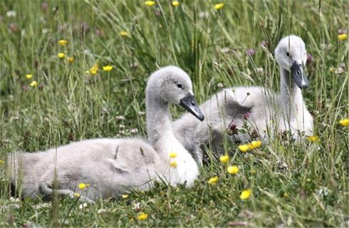 Mute Swan jigsaw puzzle