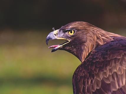 Eagle Screeching jigsaw puzzle