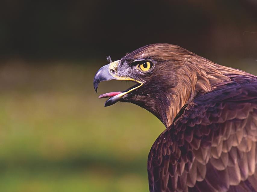 Eagle Screeching jigsaw puzzle