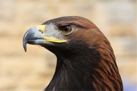 Eagle jigsaw puzzle
