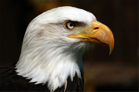 Eagle jigsaw puzzle