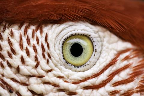 Eye Of The Bird jigsaw puzzle