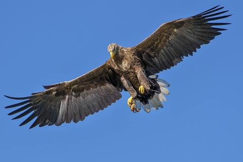 A Flying Eagle During Day jigsaw puzzle