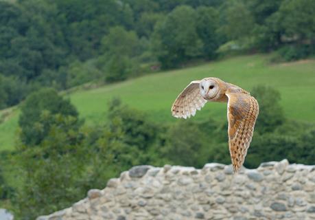 Flying Barn Owl jigsaw puzzle