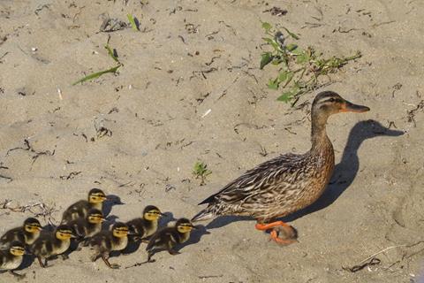 Follow Me My Kids jigsaw puzzle