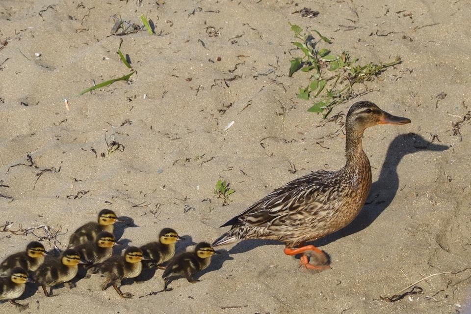 Follow Me My Kids jigsaw puzzle