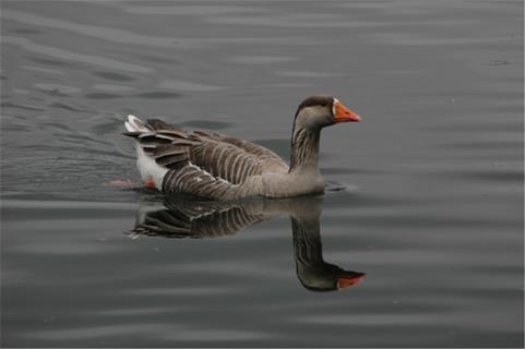 Goose jigsaw puzzle
