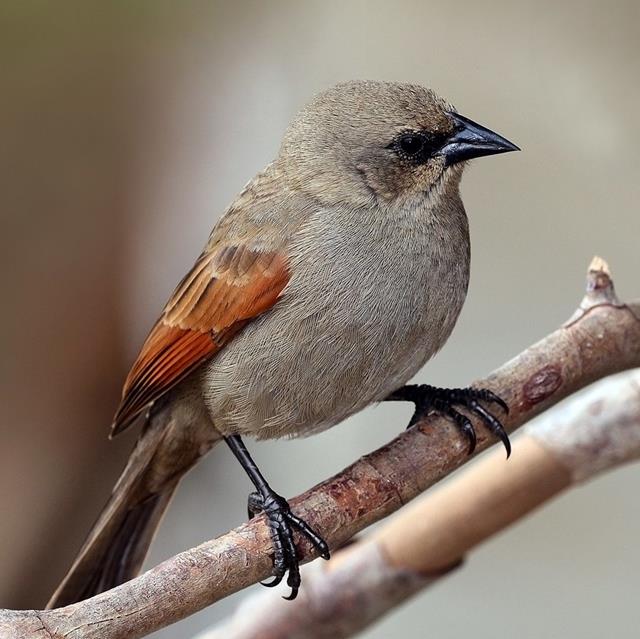 Grayish Baywing jigsaw puzzle