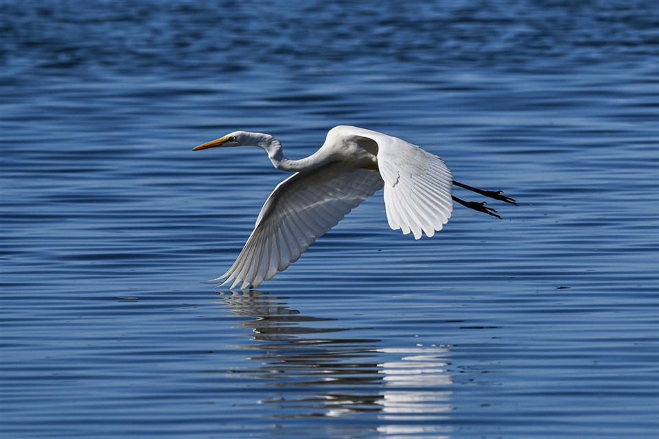 Great Egret jigsaw puzzle
