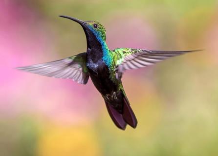 Hummingbird Flying jigsaw puzzle
