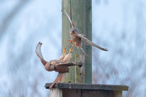 Kestrels Fighting jigsaw puzzle