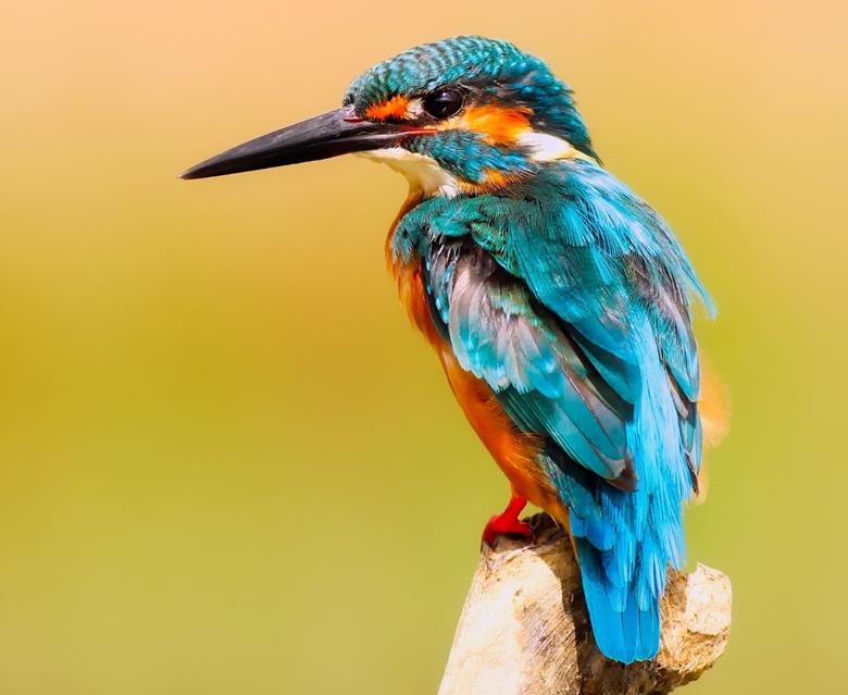 Kingfisher Bird jigsaw puzzle