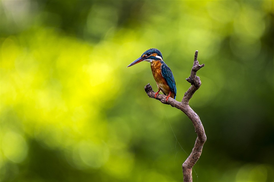 Kingfisher Bird jigsaw puzzle