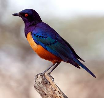 Lamprotornis Hildebrandti Tanzania jigsaw puzzle