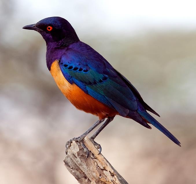 Lamprotornis Hildebrandti Tanzania jigsaw puzzle