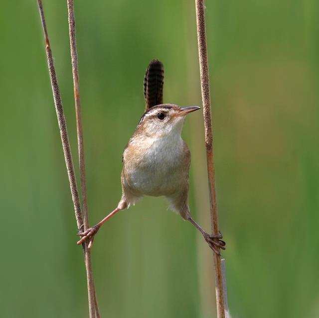 Marsh Wren jigsaw puzzle