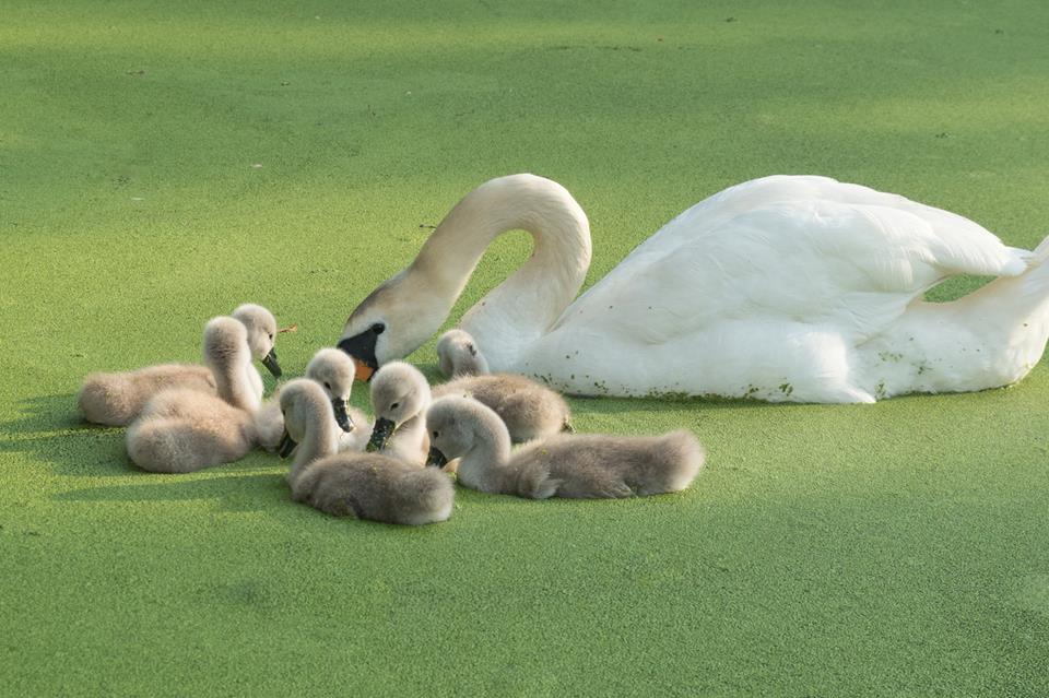 A Swan Family  jigsaw puzzle