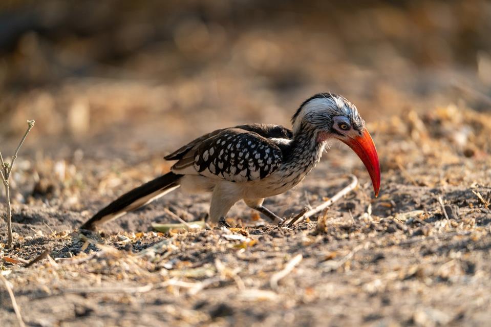 Northern Red Billed Hornbill jigsaw puzzle