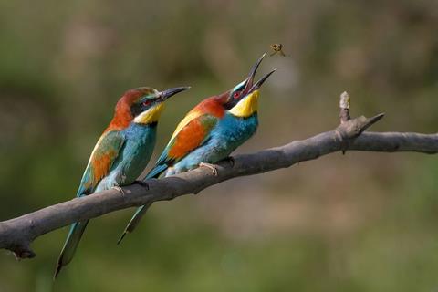Pair Of Merops Apiaster Feeding jigsaw puzzle