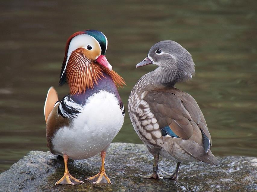 Pair Of Mandarin Ducks jigsaw puzzle