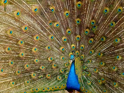 Peacock jigsaw puzzle