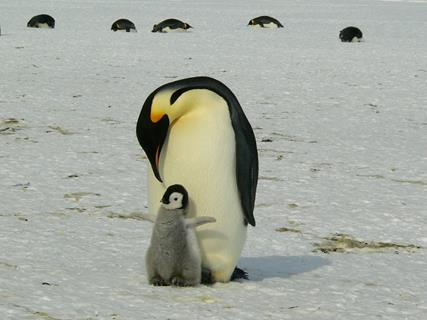 Penguin Mom And Baby jigsaw puzzle