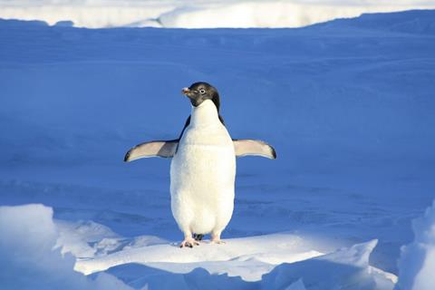 A Stretching Penguin  jigsaw puzzle