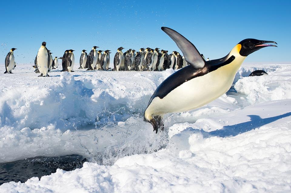 Penguin In Antarctica Jumping Out Of The Water jigsaw puzzle