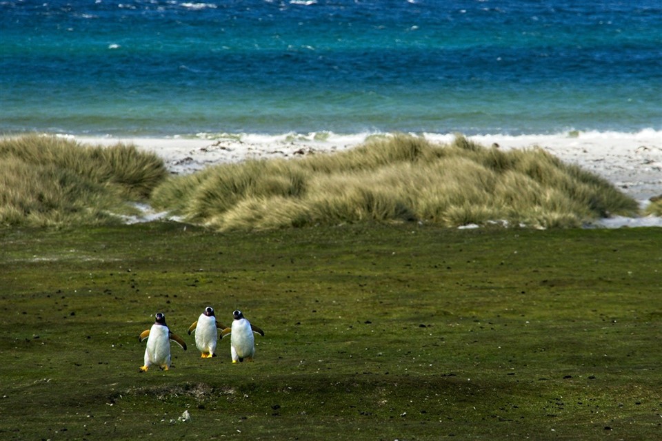 Penguins walkng by the beach jigsaw puzzle