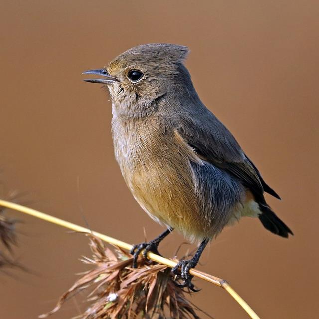 Pied Bushchat jigsaw puzzle