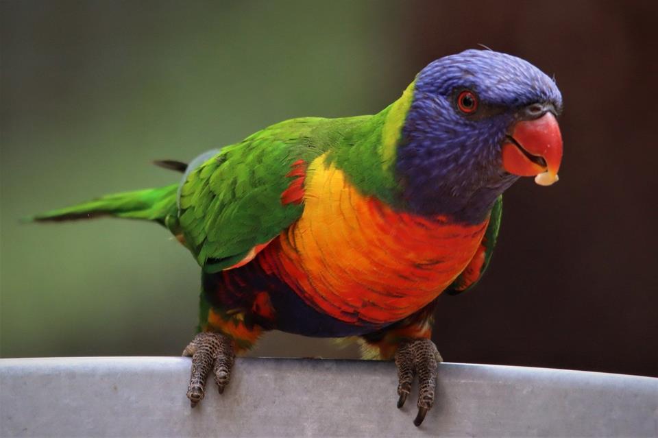 Rainbow Lorikeet jigsaw puzzle