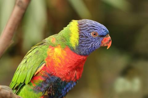 Rainbow Parrot jigsaw puzzle