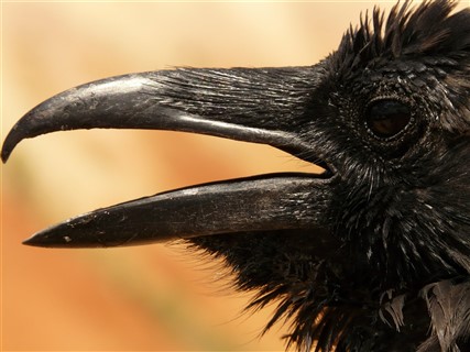 Raven Head jigsaw puzzle