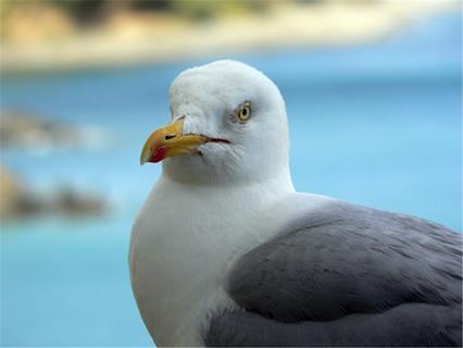 Seagull jigsaw puzzle