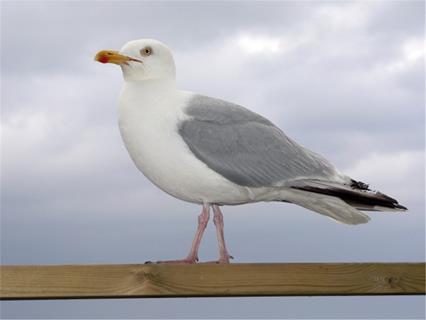 Seagull jigsaw puzzle