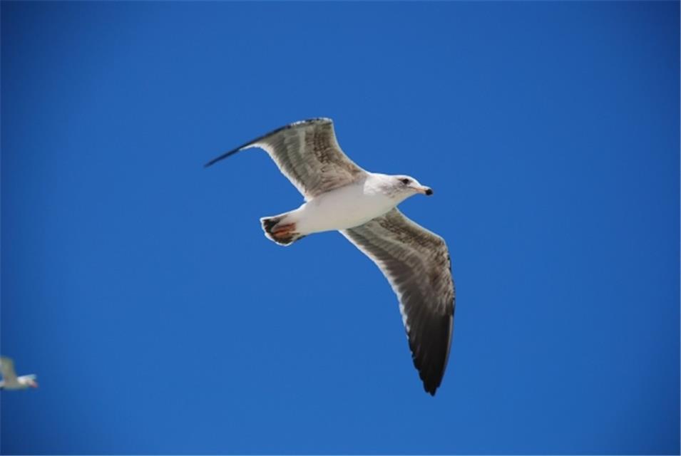 Seagull jigsaw puzzle