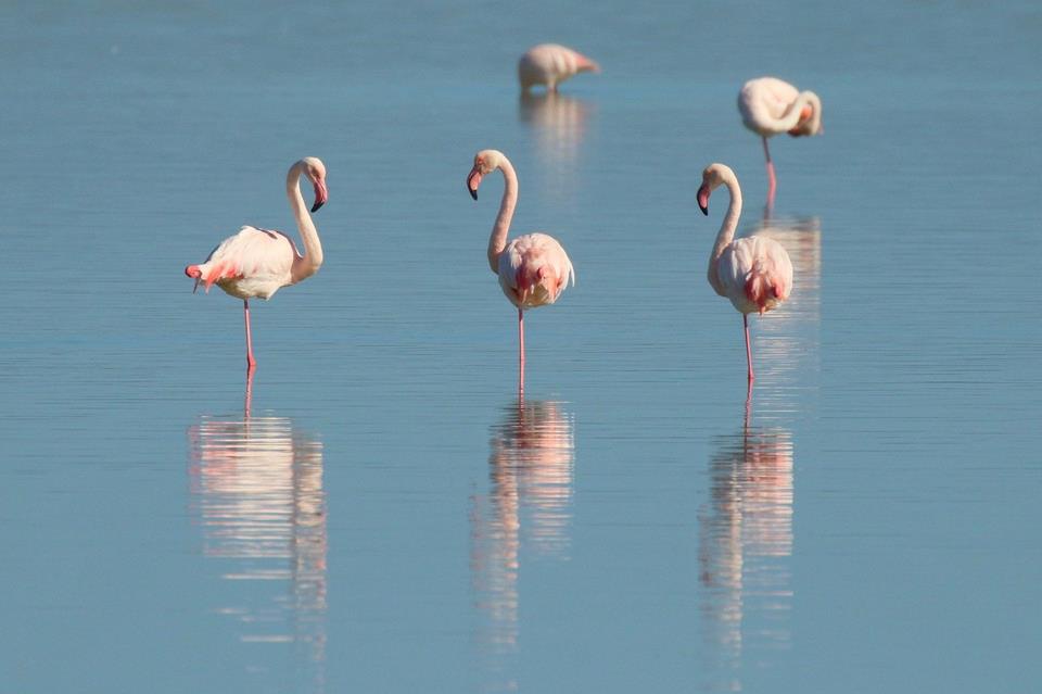Sleeping Flamingos jigsaw puzzle