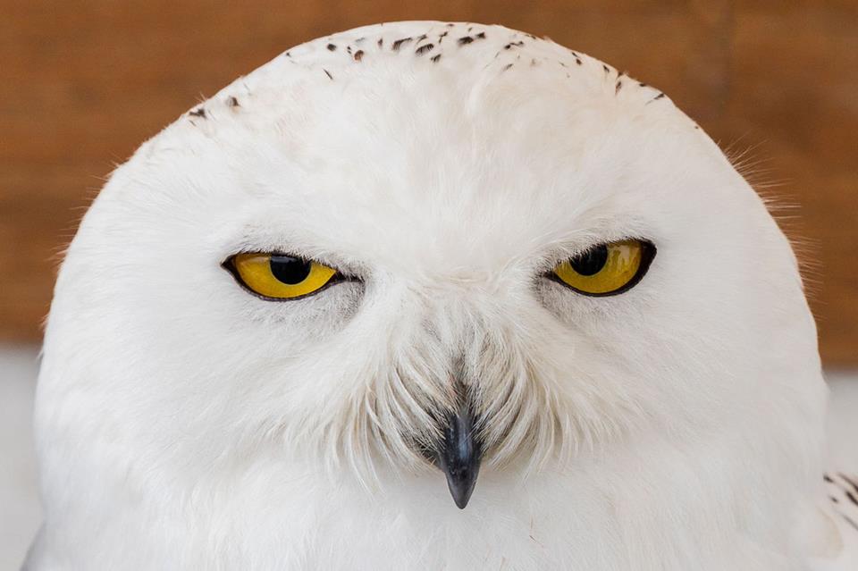 Snowy Owl jigsaw puzzle