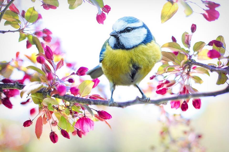 Spring Bird On Tree Branch jigsaw puzzle