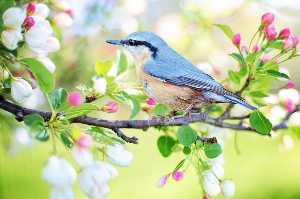 Spring Bird jigsaw puzzle