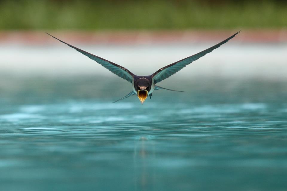 Swallow Drinking While Flying jigsaw puzzle
