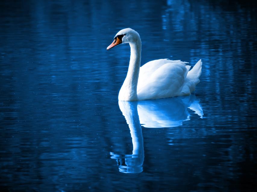 Swan Reflection jigsaw puzzle