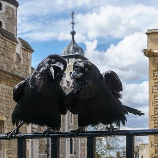 Talkin Crows jigsaw puzzle