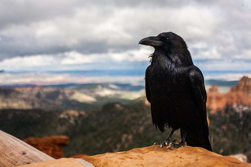 The Crow jigsaw puzzle