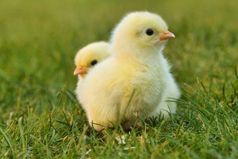 Two Chicks jigsaw puzzle
